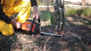 Flandreau, SD Tree Removal and Landscaping Services Company